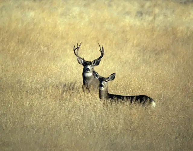 Mule Deer vs Elk - a Pair of Mule Deer (Male and Female) in a Field of Grass