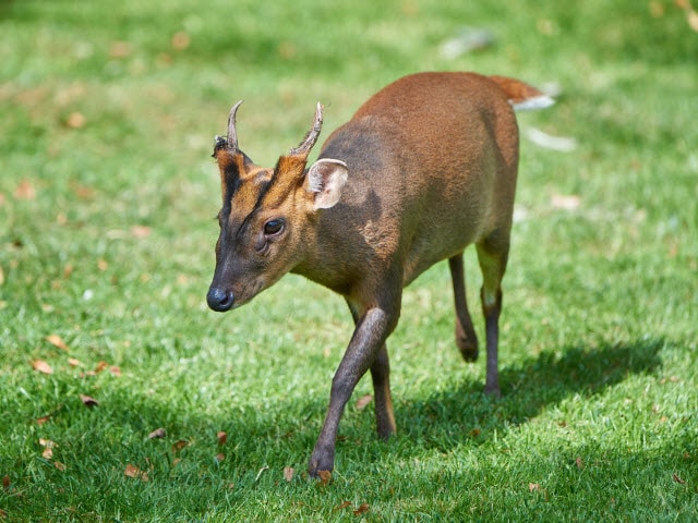 Reeves Muntjac Deer