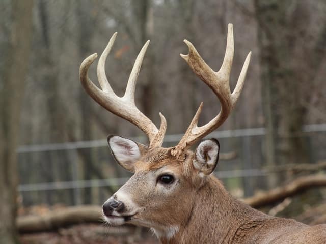 Reindeer Antlers vs Other Deer