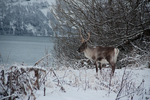 Reindeer Compared to Other Deer