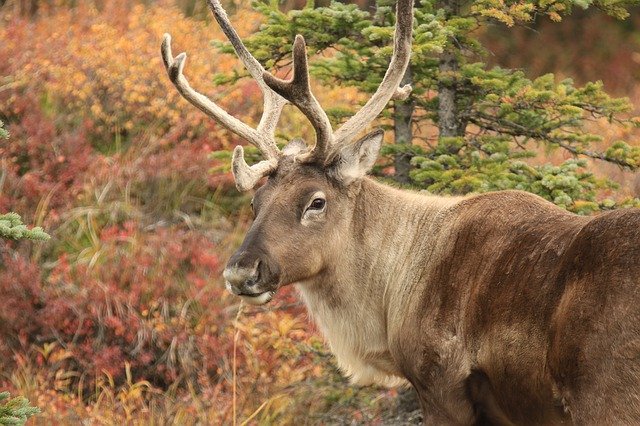 Reindeer vs Caribou