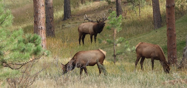 The Reproductive Cycle of Deer Determines When Deer Give Birth