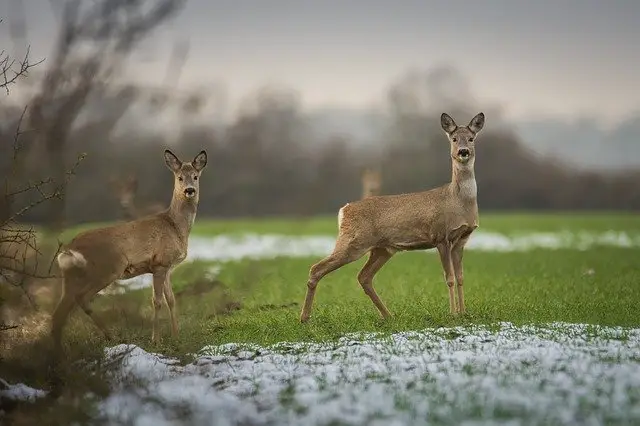 Roe Deer vs Elk