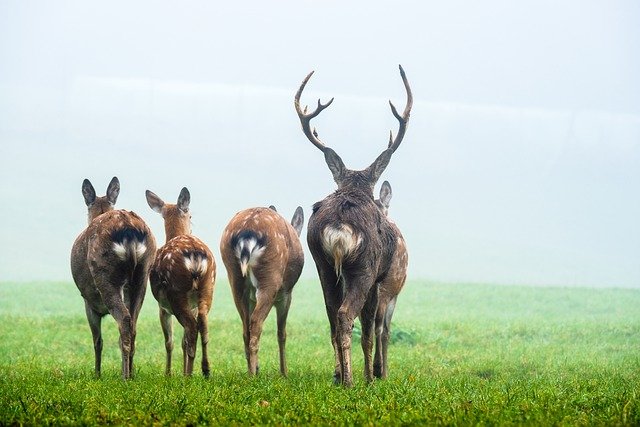 Time of Deer Mating Season