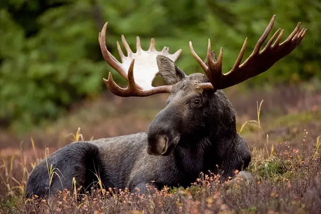 What Does a Moose Look Like?