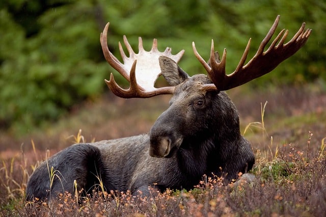 What Does a Moose Look Like?