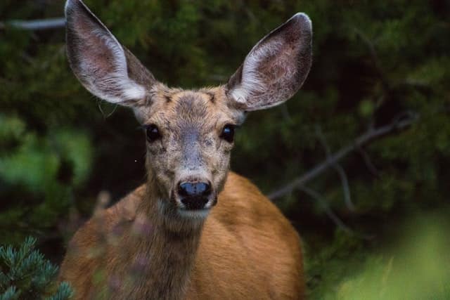 What it Means When a Deer Stares at You