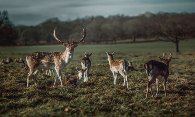 When do Fallow Deer Give Birth?