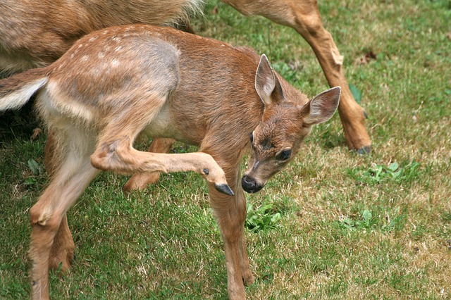 When do Mule Deer Give Birth?