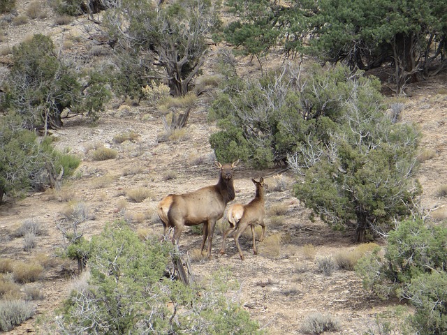 When do Red Deer Give Birth?