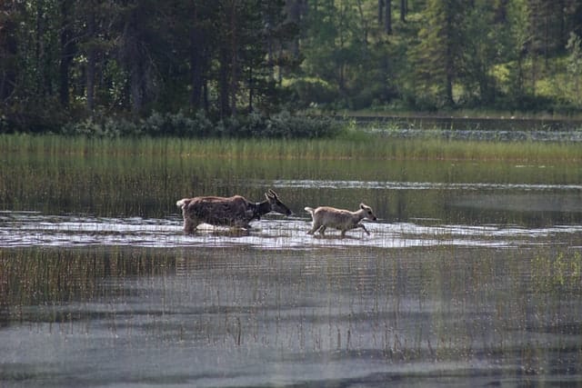 When do Reindeer Give Birth?