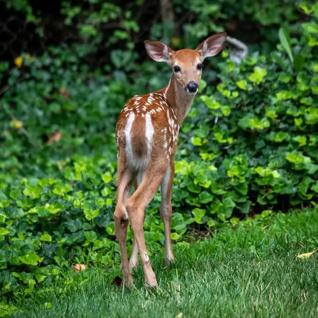 When do White Tailed Deer Give Birth?