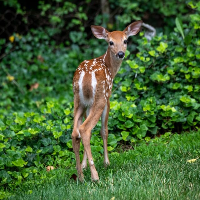 When do White Tailed Deer Give Birth?