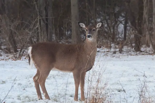 White Tailed Deer vs Elk - a Whitetail Doe