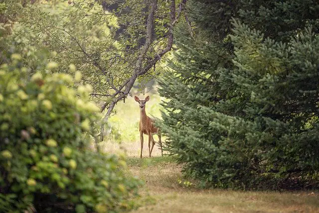 Why Deer Need More to Eat than Just Apples