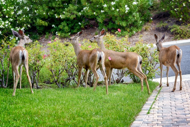 Why Deer Spend Time in Yards - Your Plants are Delicious
