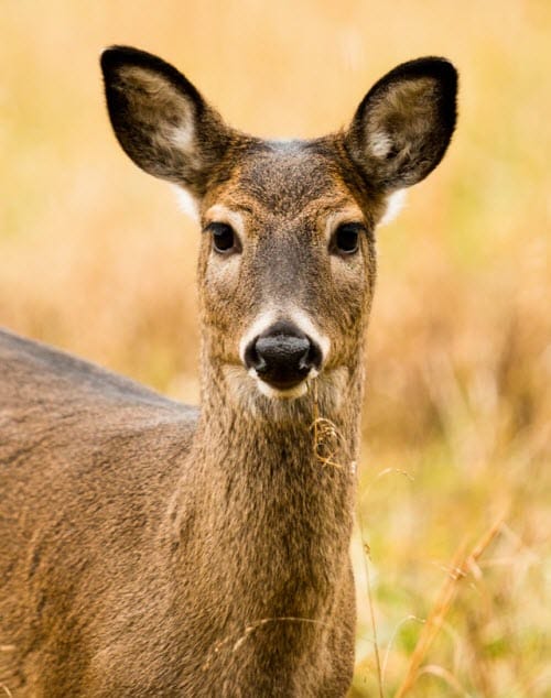 Why Deer Stare at You