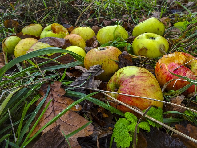 Will Deer Eat Apples?