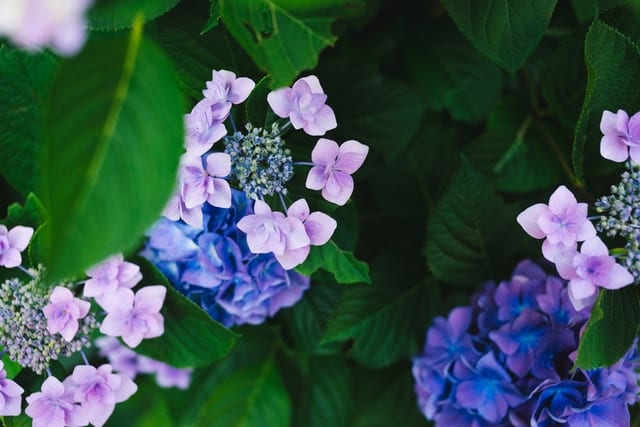 Will Deer Eat Hydrangeas - Do Deer Eat Annabelle Hydrangeas