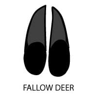 Fallow Deer Tracks