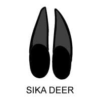 Sika Deer Tracks