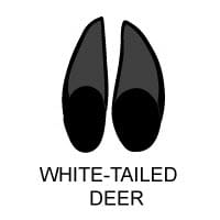 White Tailed Deer Tracks