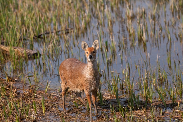 Chinese water deer (saber tooth deer) by the water