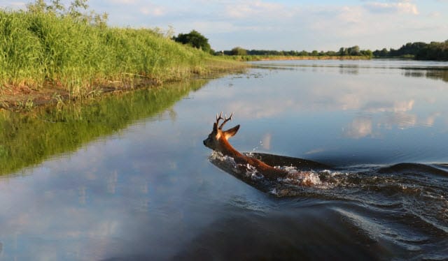 A Deer Swimming