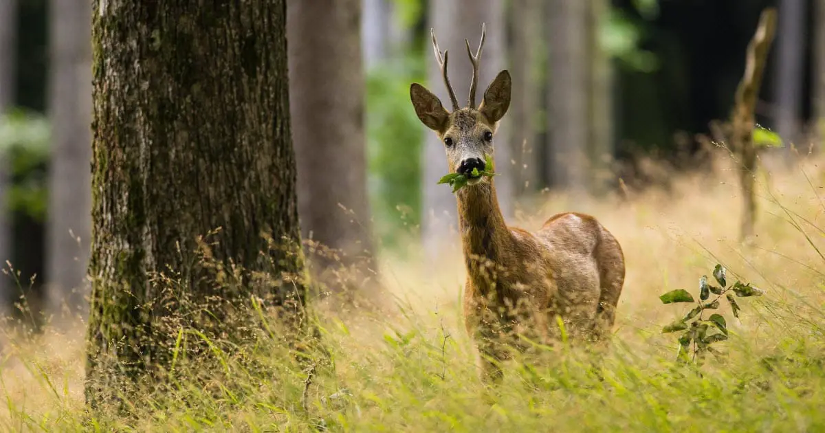 Are Deer Herbivores? (what deer eat & deer diet explained) - World Deer