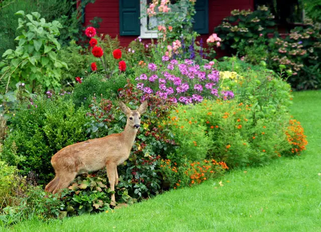 Are Peonies Deer Resistant?