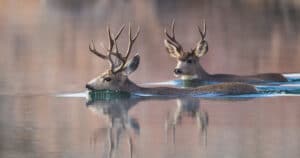 Can Deer Swim