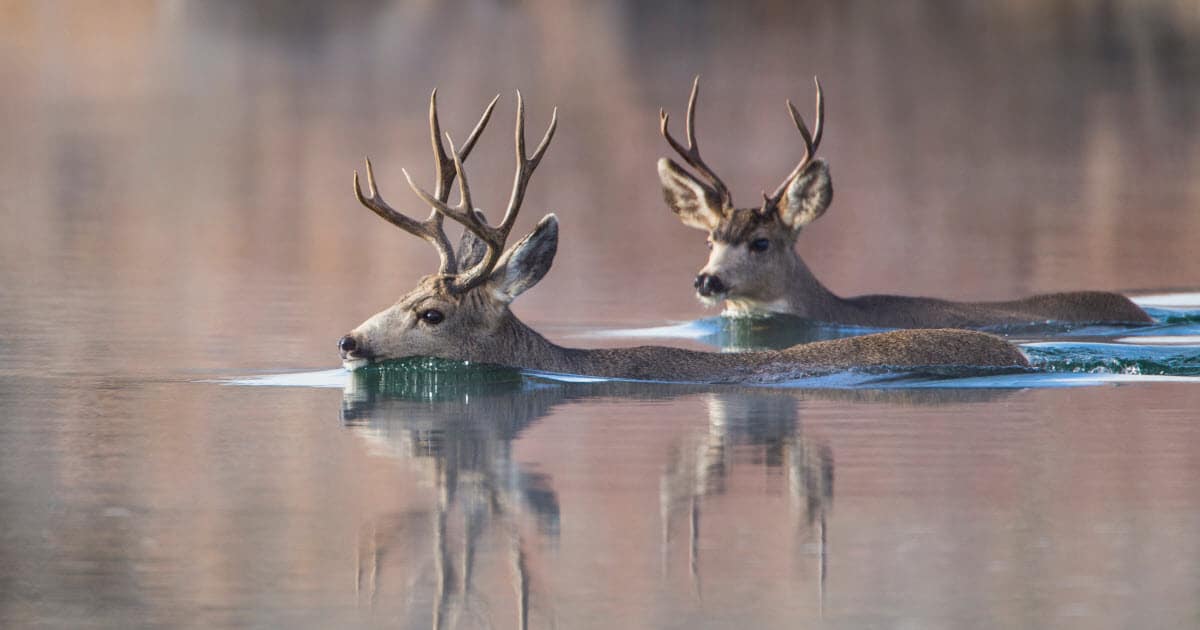 Can Deer Swim