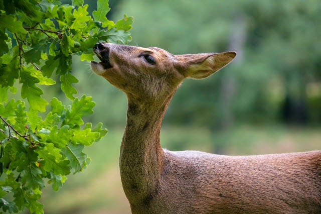 Deer Diet