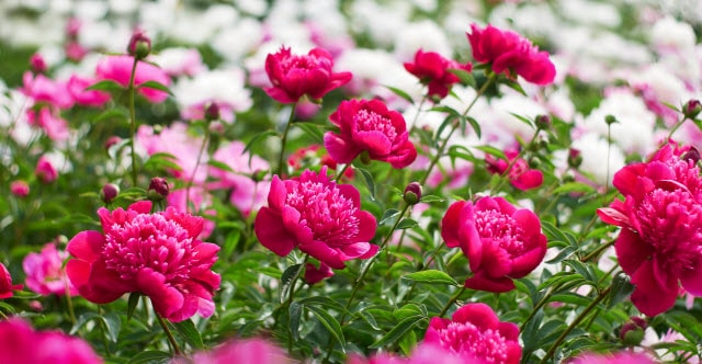 Deer Resistant Peonies