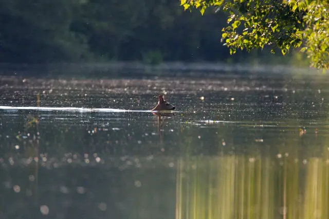 Deer Swimming