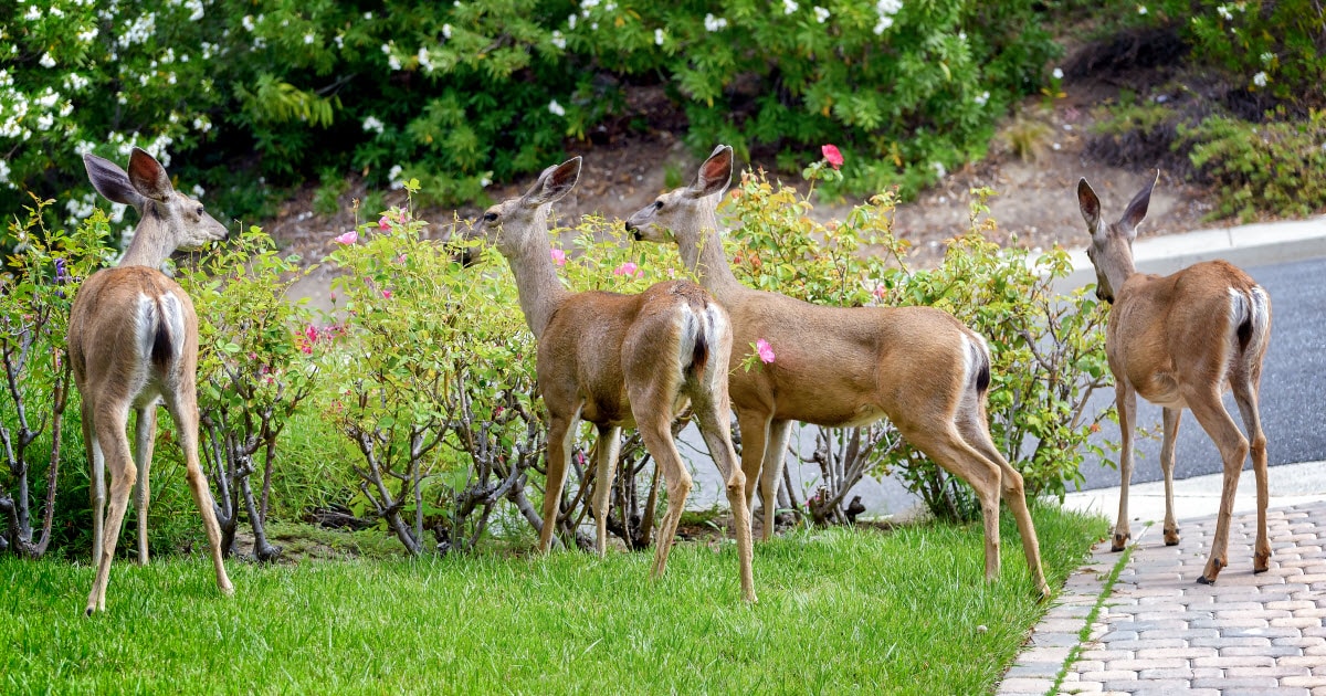 Do Deer Eat Knockout Roses?  