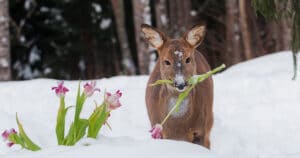 Do Deer Eat Tulips
