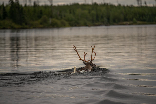 Do Deer Swim?