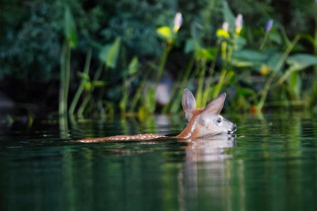 A Fawn Swimming