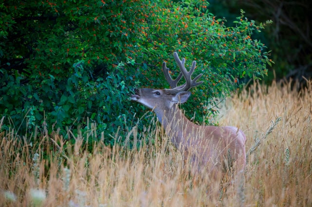 Herbivore Deer