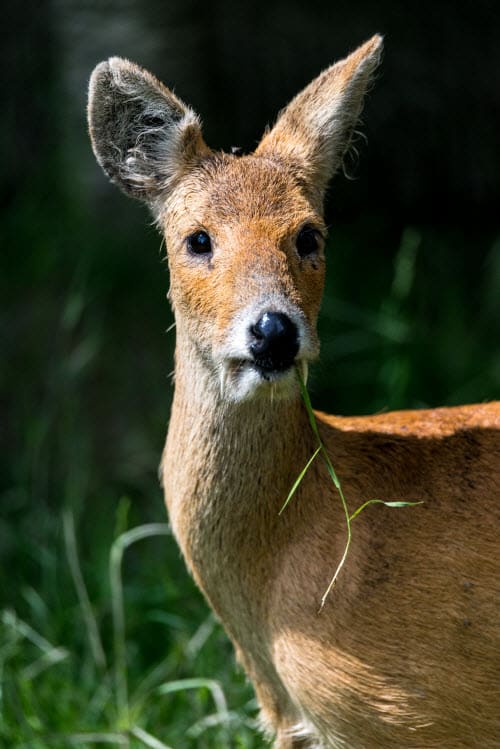 Water Deer Fangs