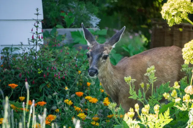 Deer Eating Roses in Garden