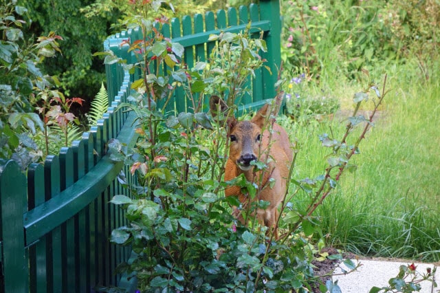 Deer Eating Roses