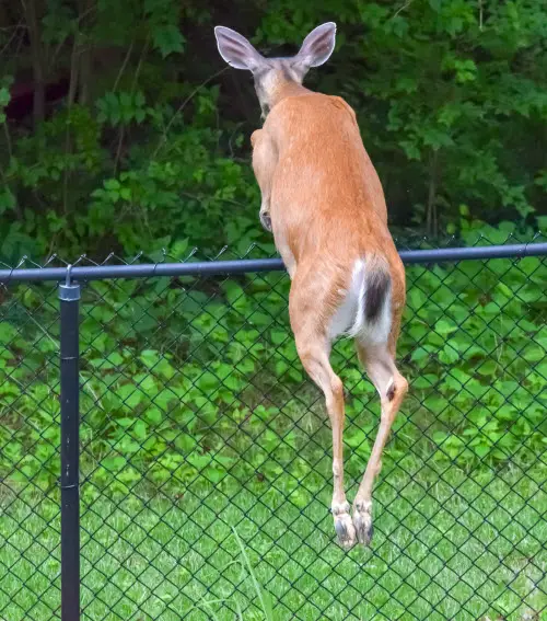 Deer Jumping Fence