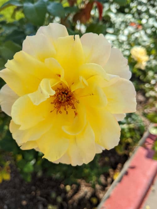 Harison's Yellow Rose - A Deer Resistant Rose Variety