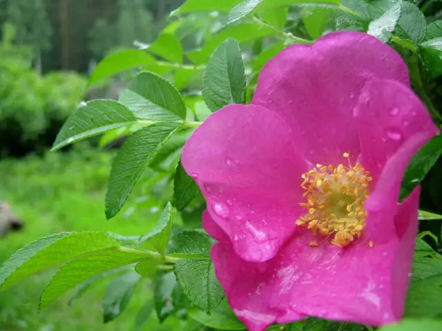 Rosa Rugosa - a Hybrid Rose that is Deer Resistant