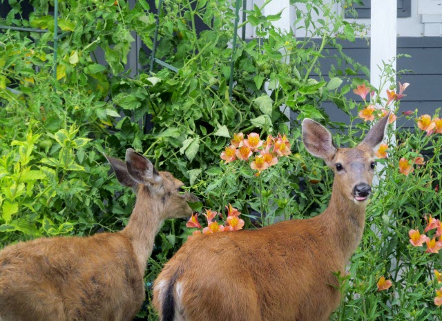 Will Deer Eat Roses