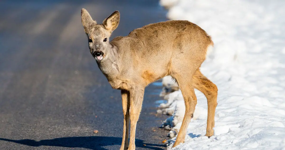 Can Deer Get Rabies