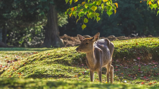 Chronic Wasting Disease in Deer