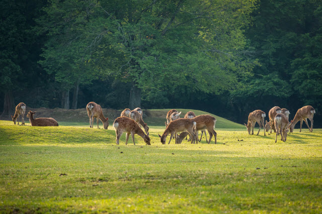 Chronic Wasting Disease Symptoms